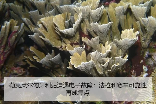 lei-ke-lai-er-xiong-ya-li-zhan-zao-yu-dian-zi-gu-zhang-fa-la-li-sai-che-ke-kao-xing-zai-cheng-jiao-dian-1-402.jpg